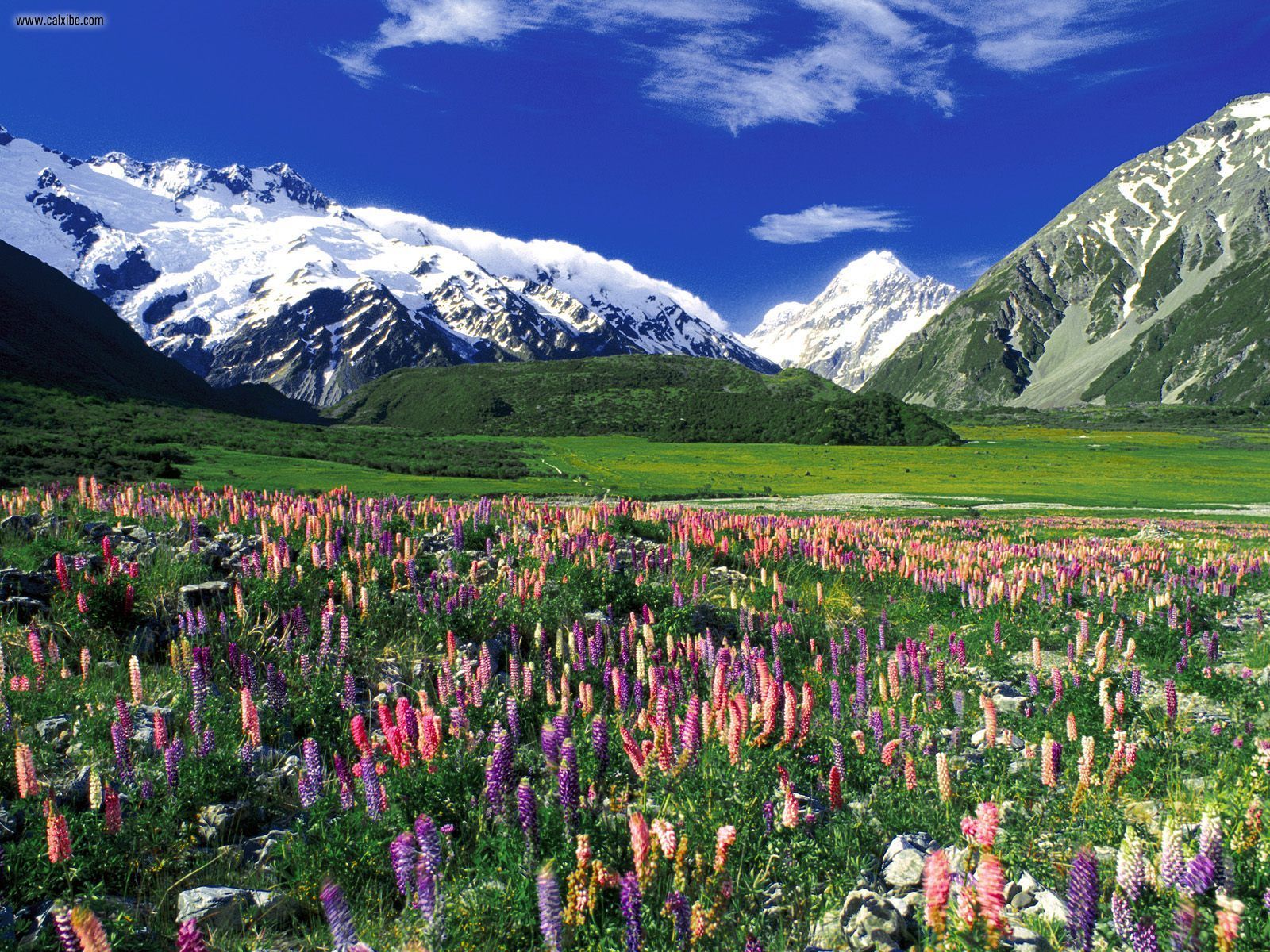 Nature Spring Meadow Mount Cook New Zealand Desktop Wallpaper Nr