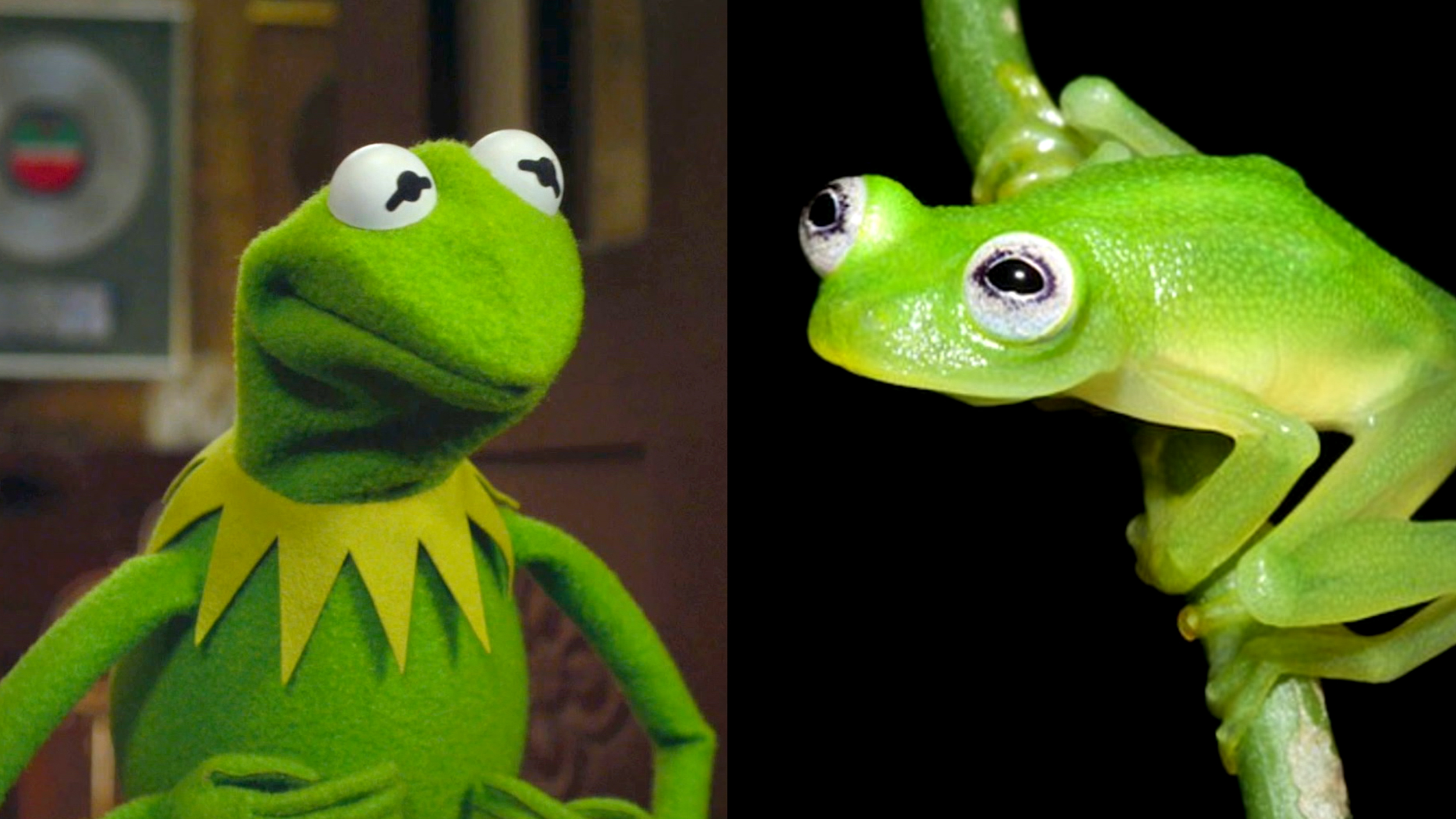 Real Life Kermit The Frog Discovered Pictures