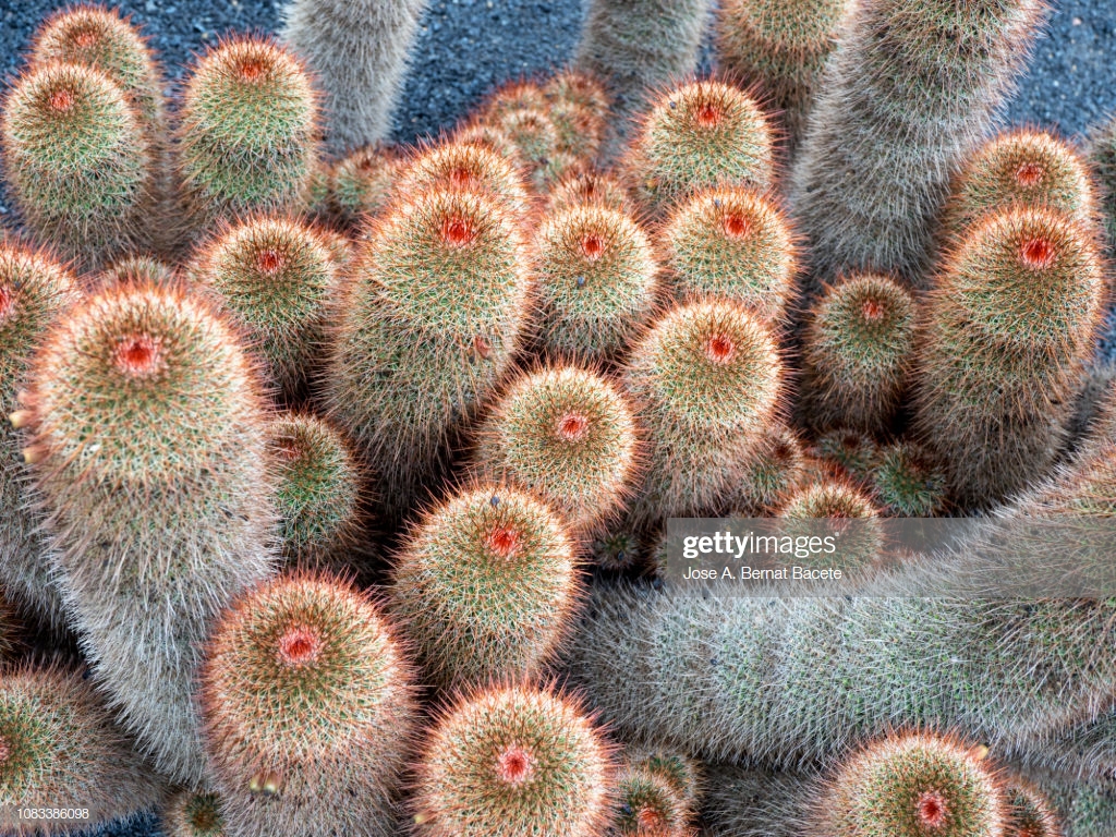 Cactus Cactaceaeon A Background Of Volcanic Black Land High Res