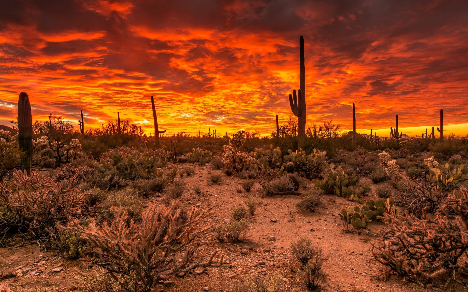 Desert Blaze Wallpaper