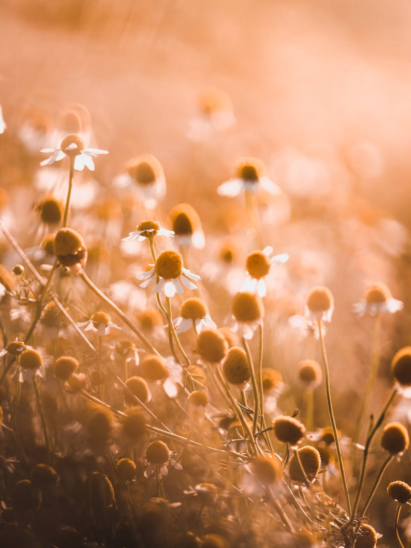 Real Floral Wallpaper