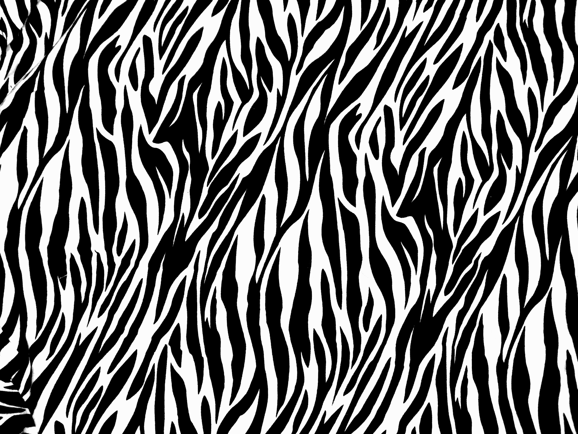 Amazing Zebra Wallpaper Print