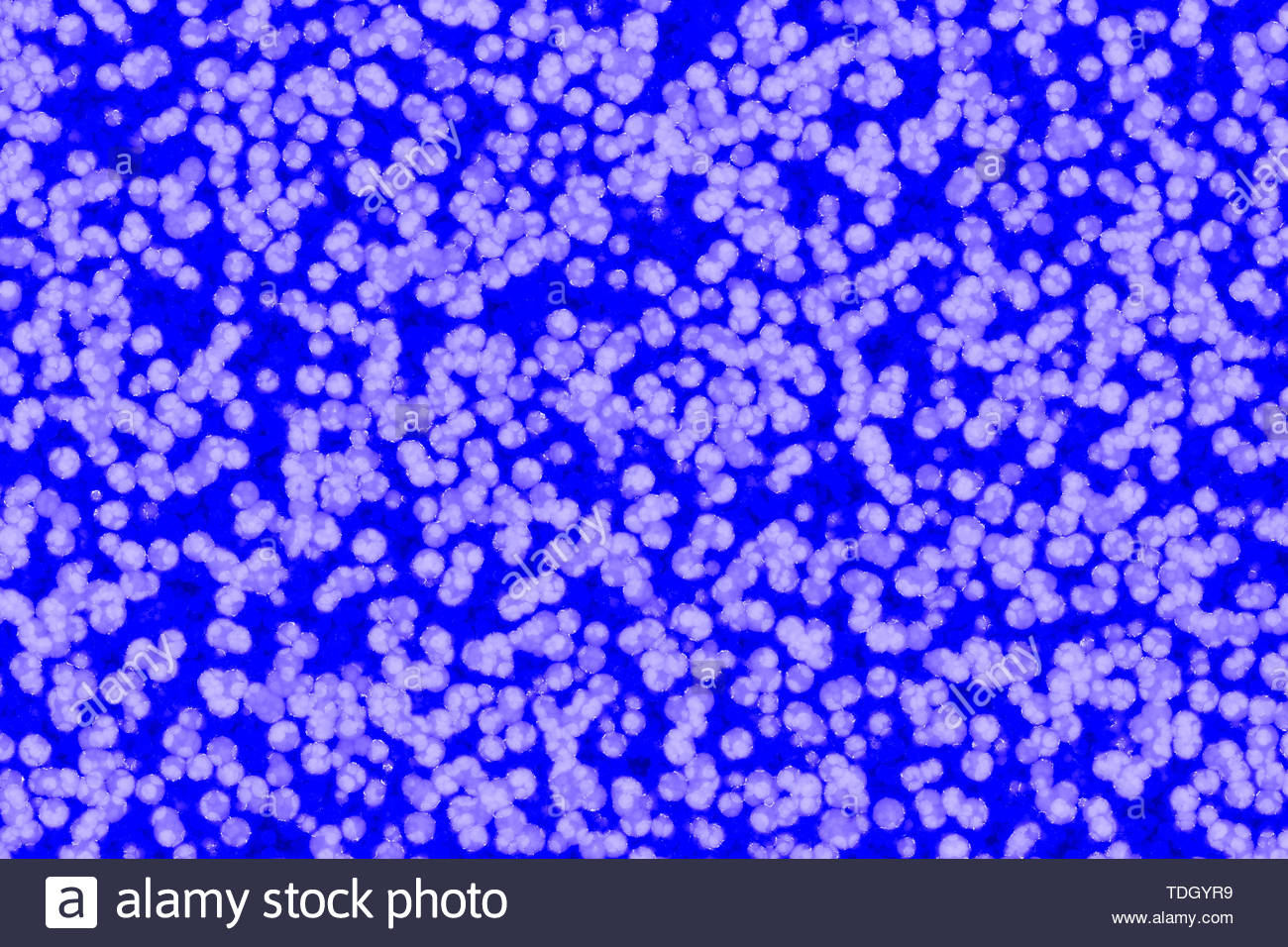 Shape Of Bacterial Cell Cocci Bacilli Spirilla Bacteria