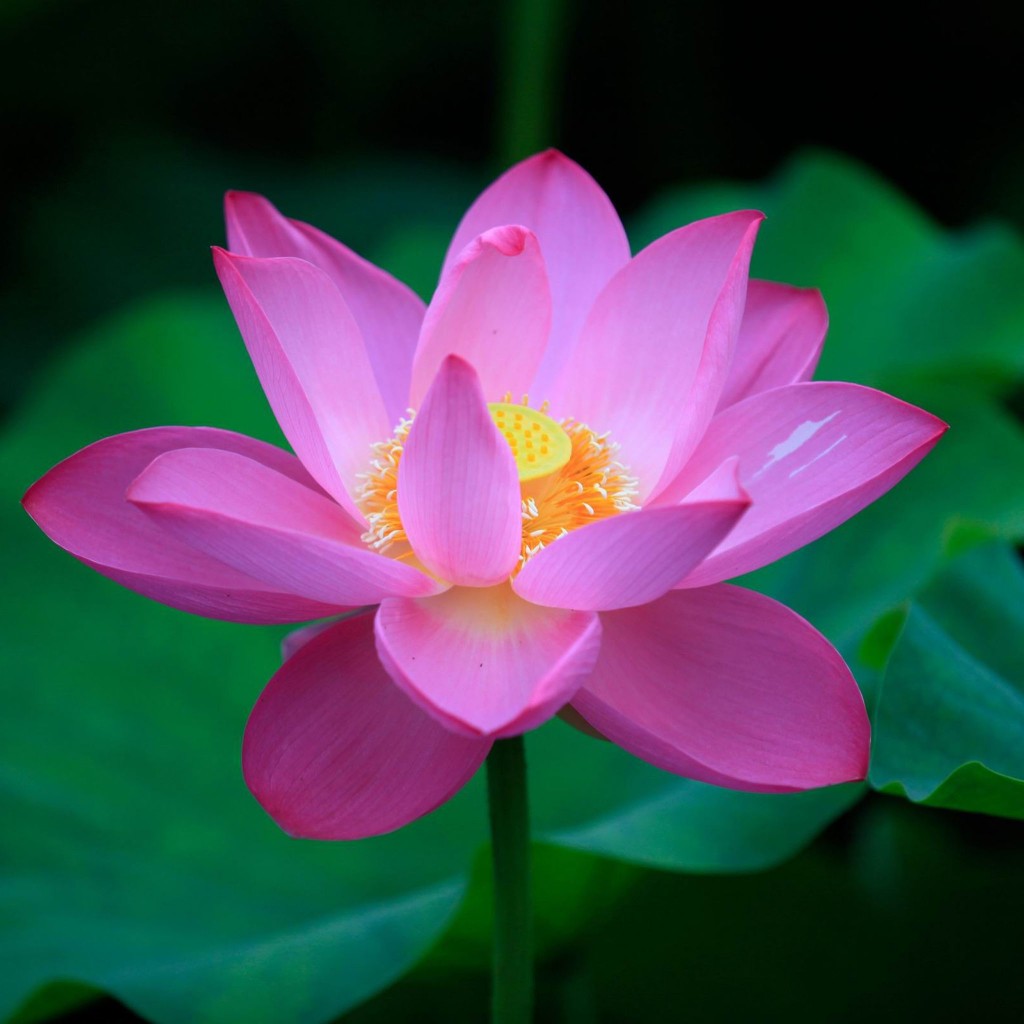 Lotus Flowers Wallpaper Desktop Background