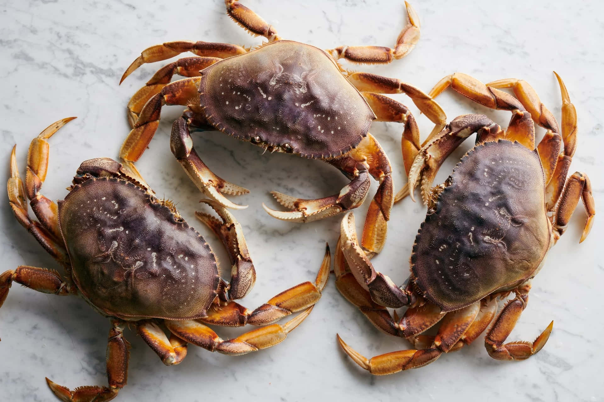 Fresh Dungeness Crabs Marble Wallpaper