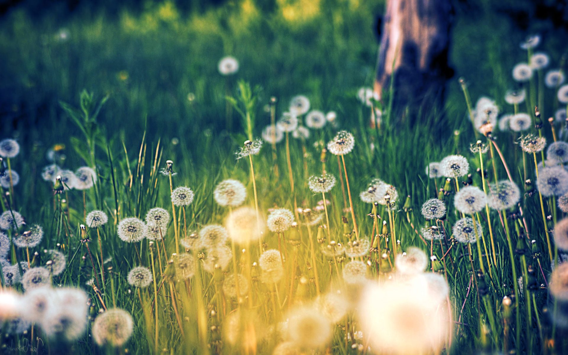 Dandelion Background Net
