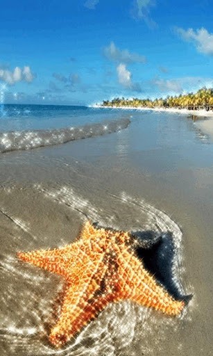 Bigger Starfish Beach Live Wallpaper For Android Screenshot