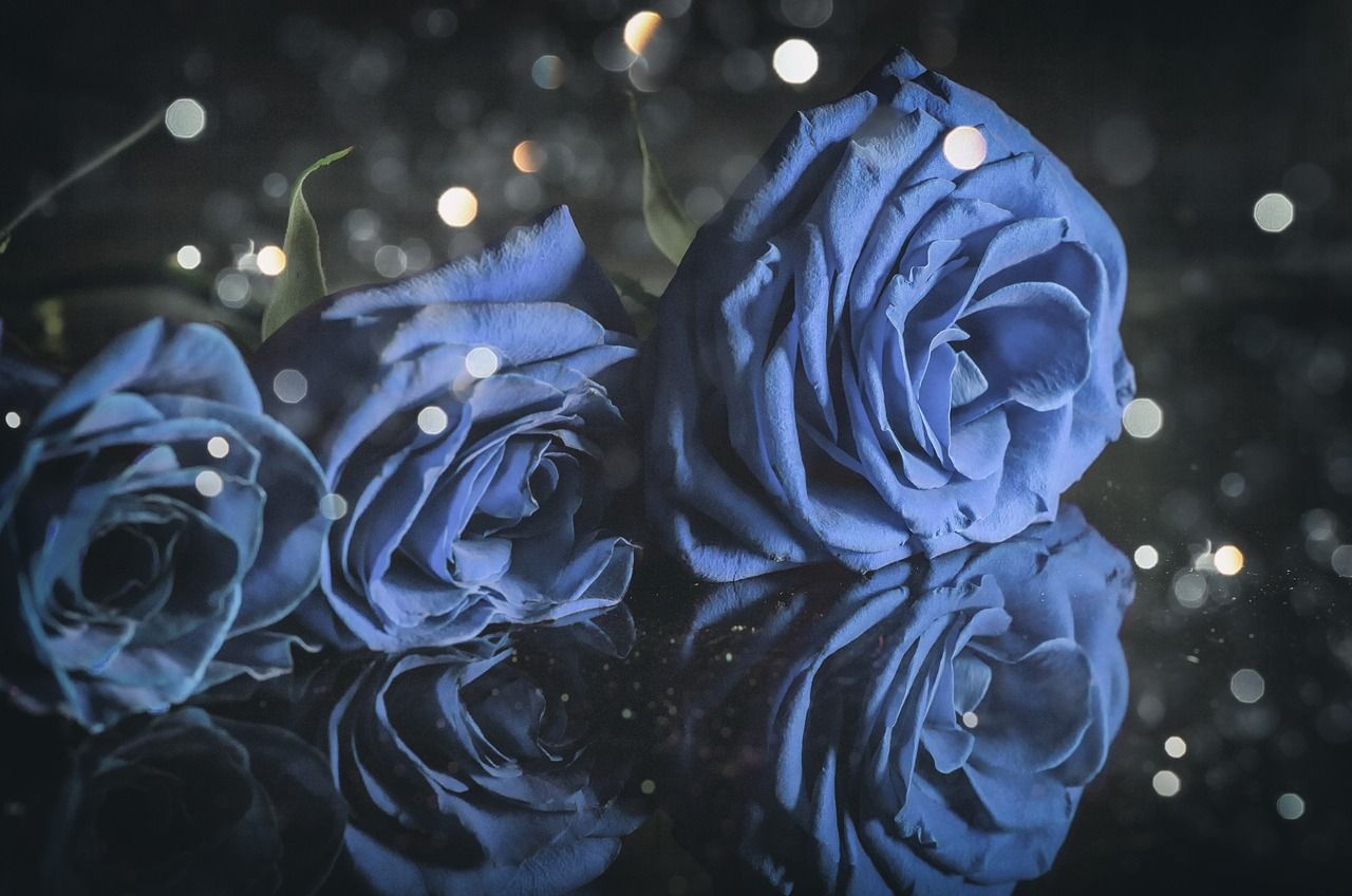 Blue Rose Wallpaper