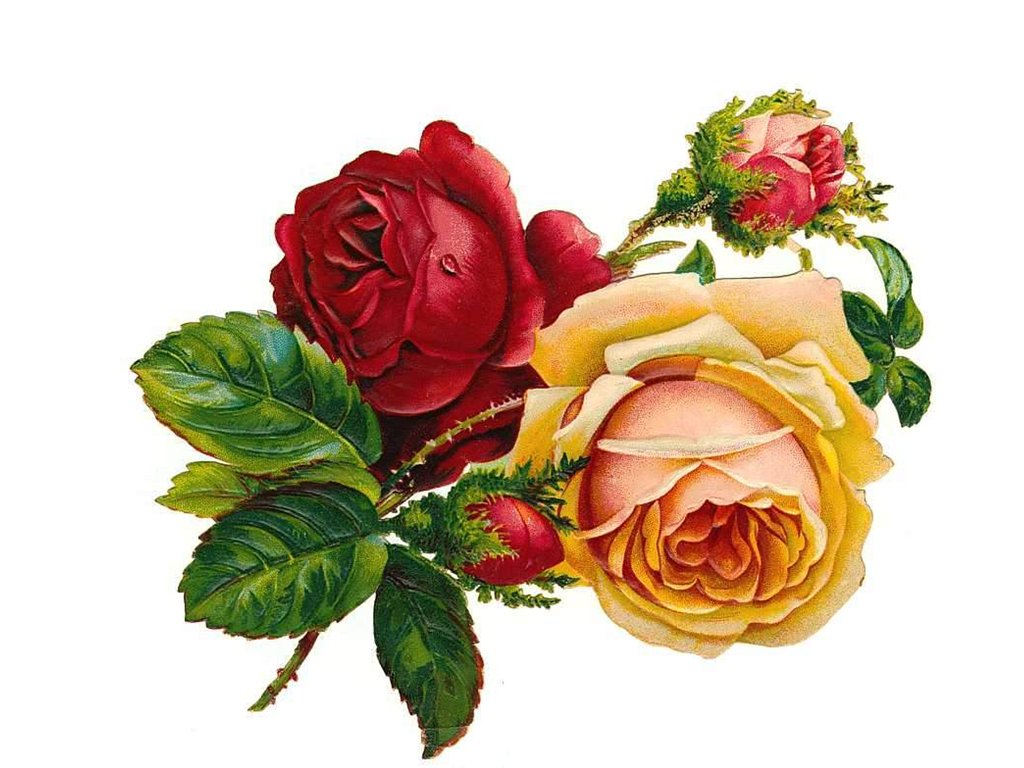 Vintage Rose Desktop Wallpaper W