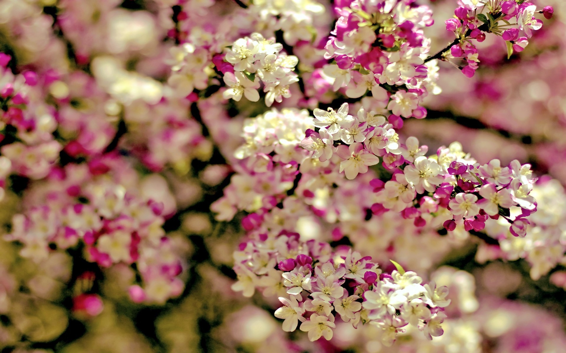 Spring Flowers HD Wallpaper