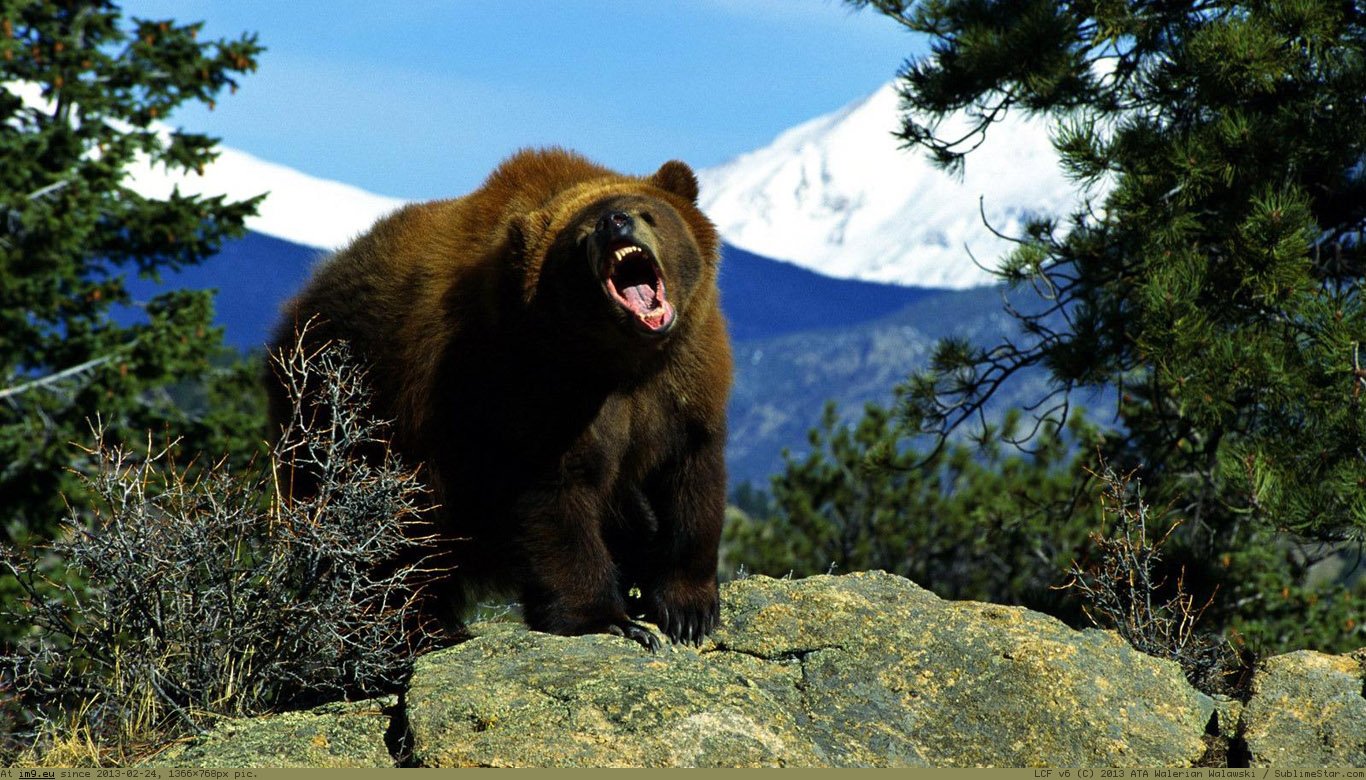 High Definition Wallpaper Photo Grizzly Html