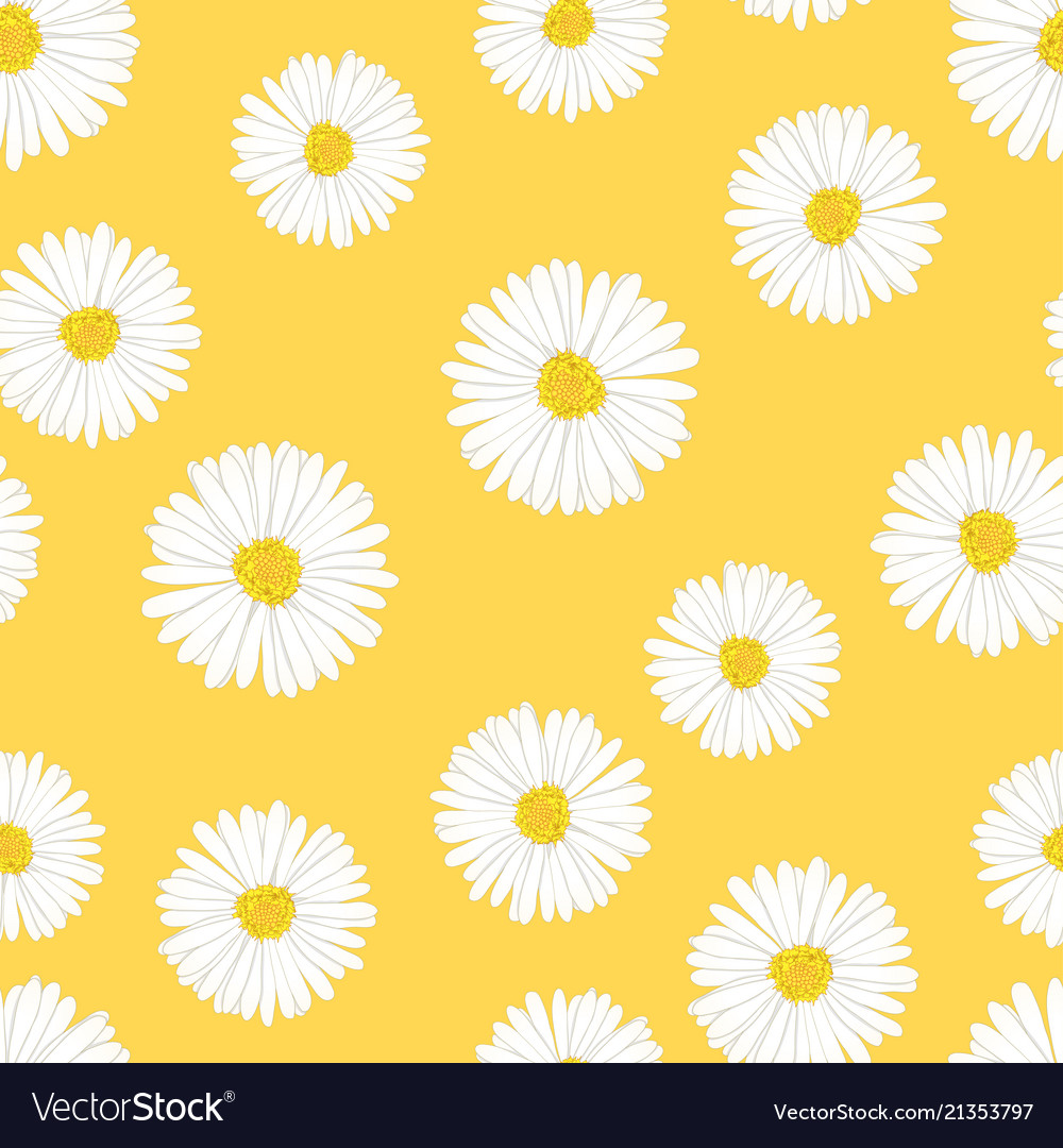 White aster daisy seamless on yellow background Vector Image