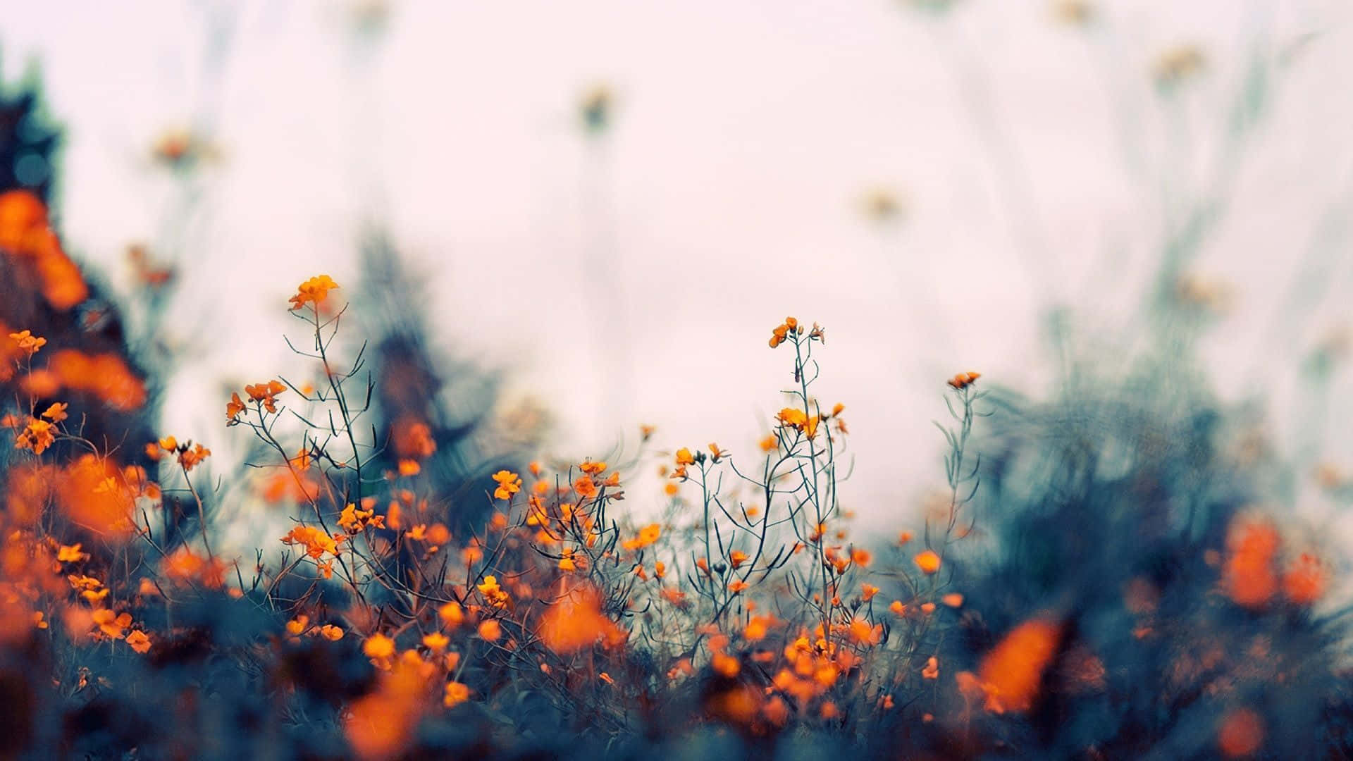 Aesthetic Nature Wallpaper