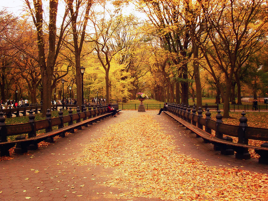 Autumn Central Park New York City By Vivienne Gucwa