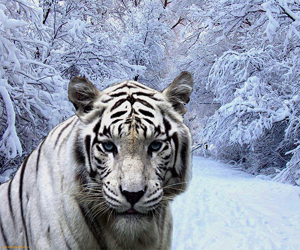 White Tiger Live Wallpaper   Android Apps on Google Play