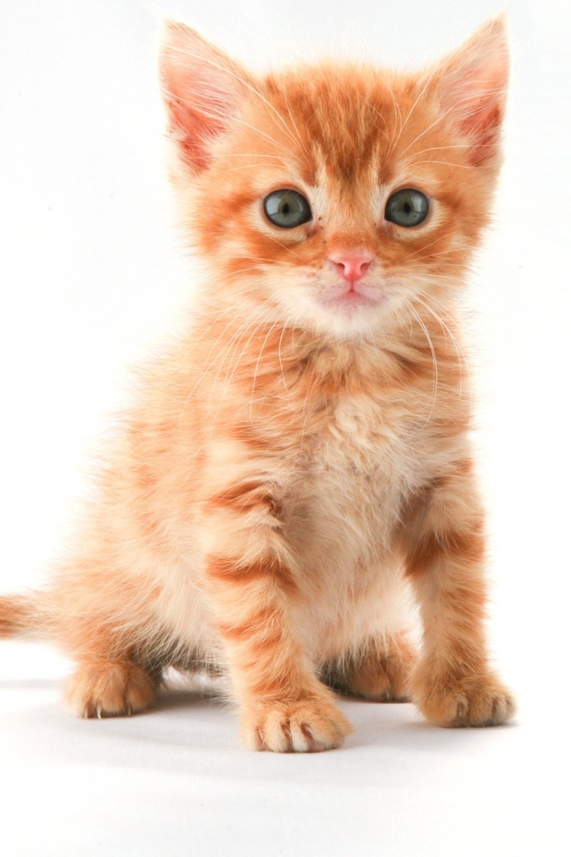 [49+] Cute Kitten iPhone Wallpaper | WallpaperSafari.com