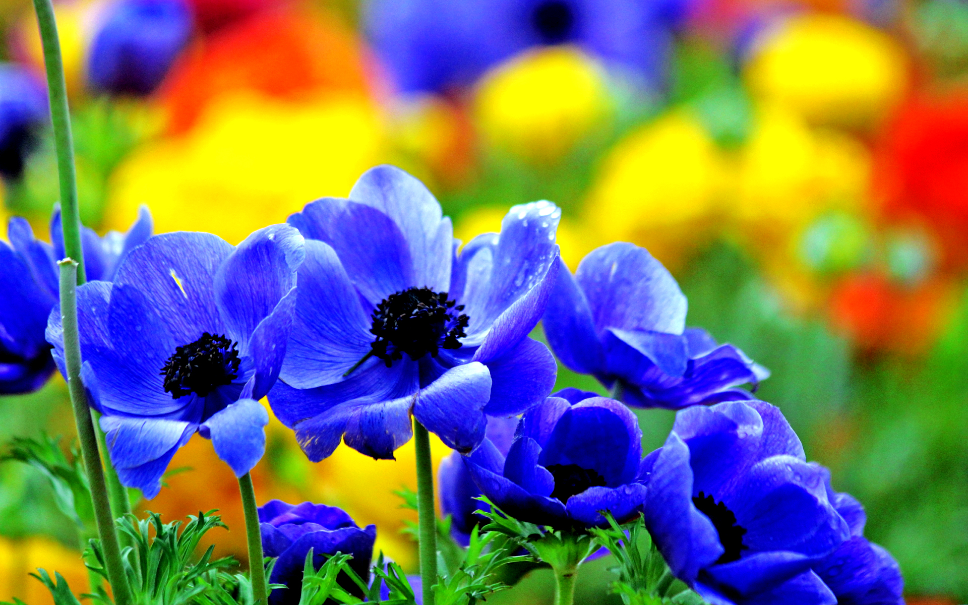 Nice Blue Flowers HD Wallpaperwele To Starchop