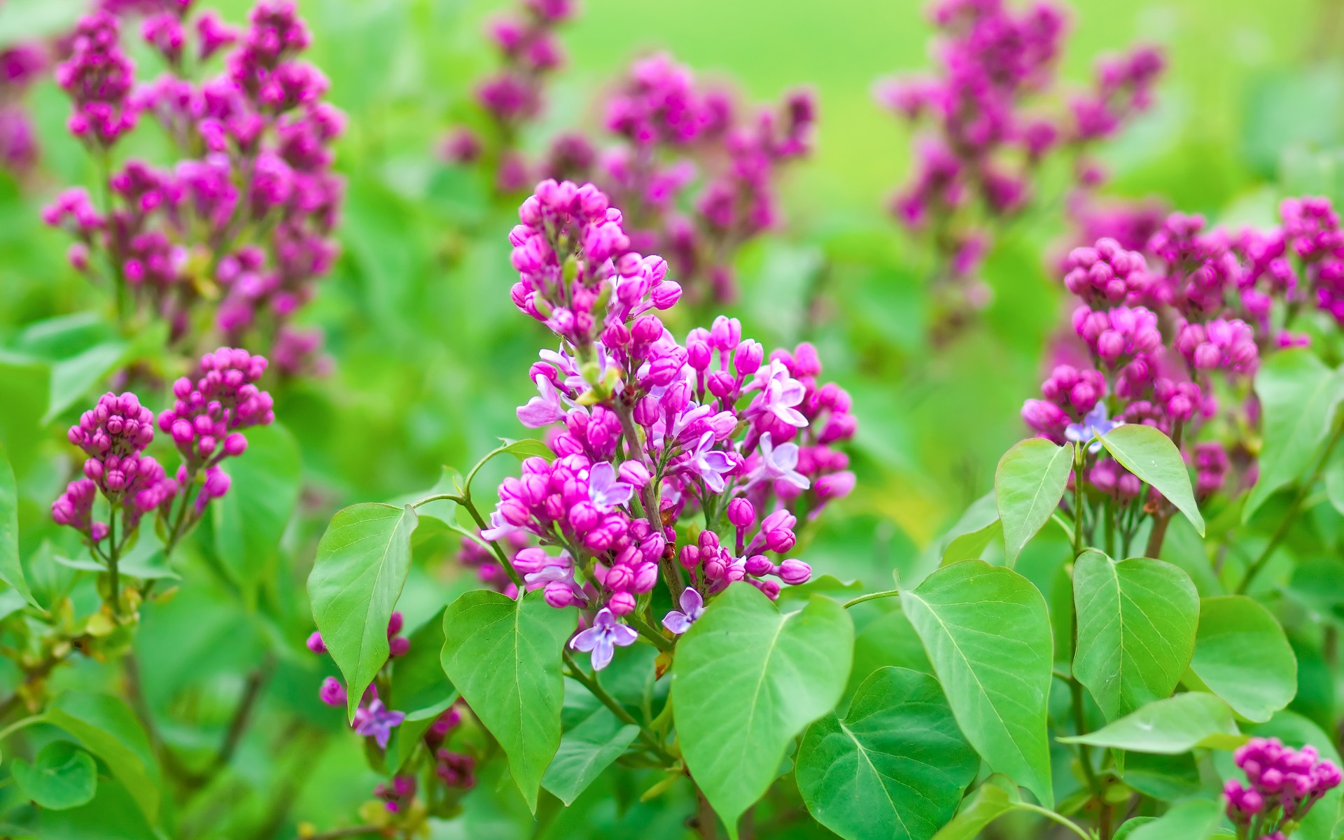 Spring Green Leaves Lilac Flowers Wallpaper