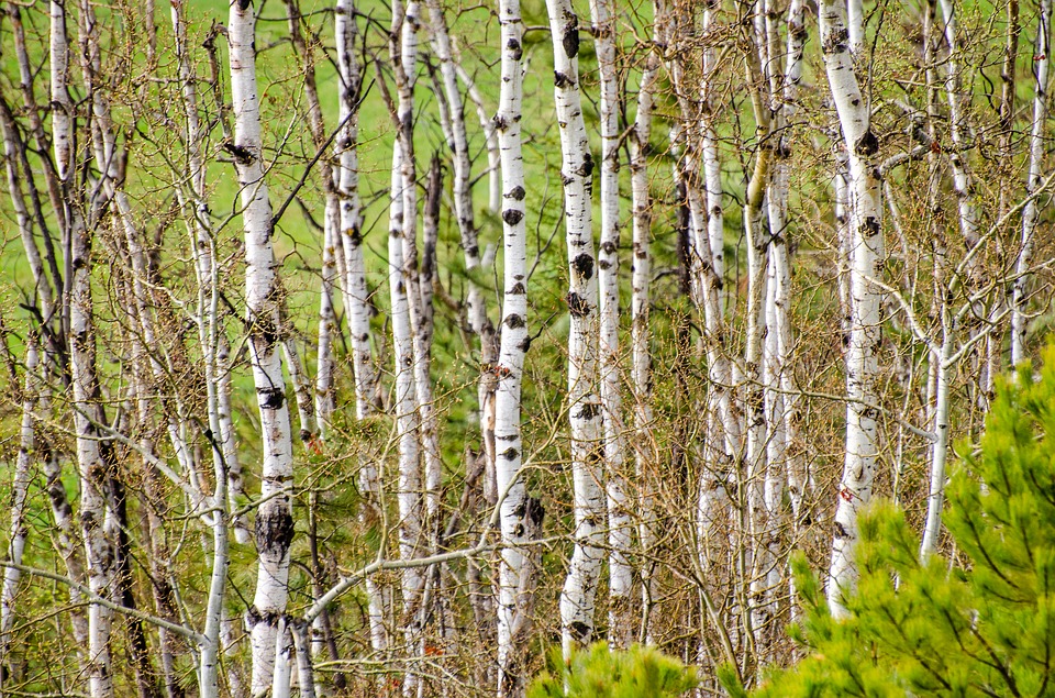 Aspen Trees Tree Grove Background Photo On