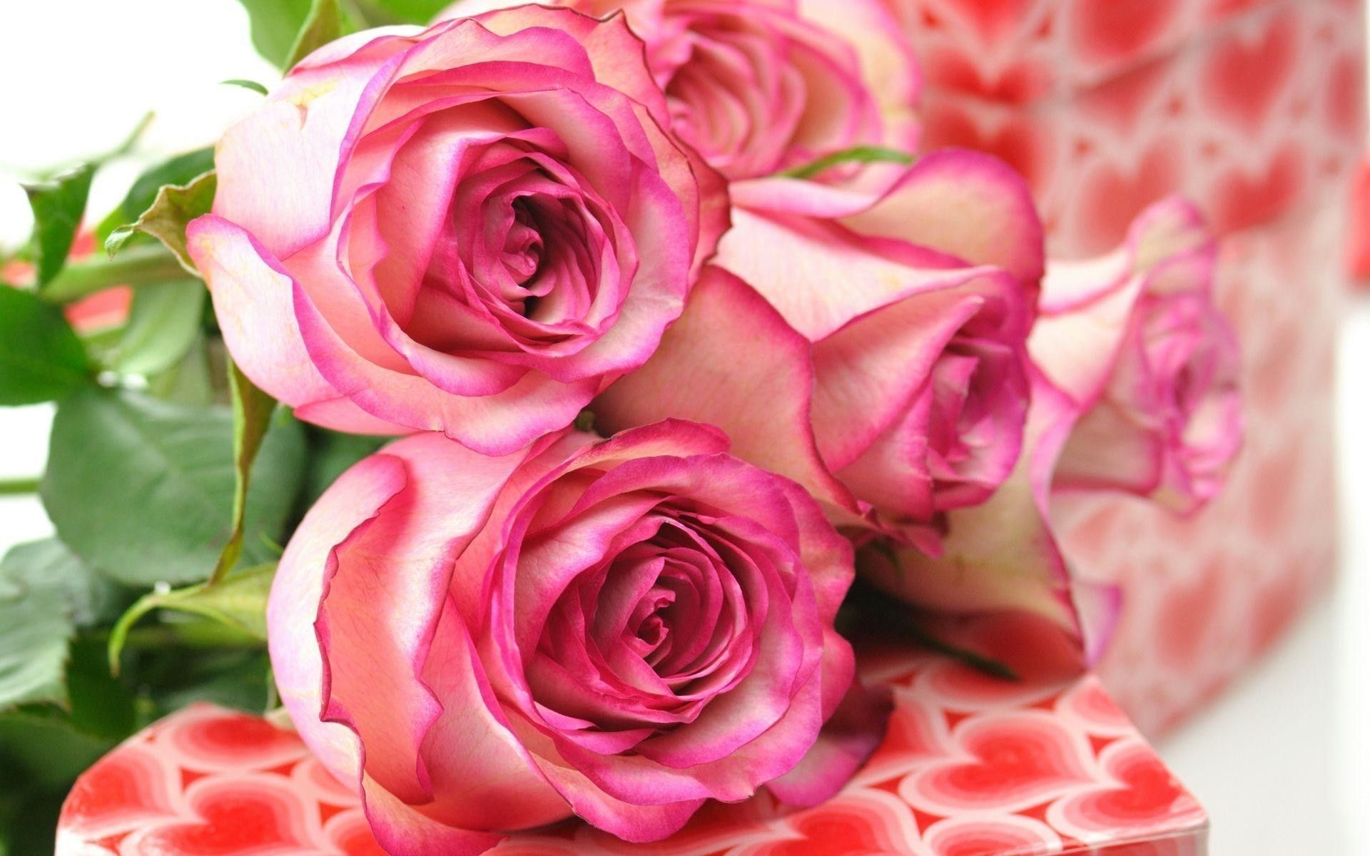 Cute Rose Wallpaper
