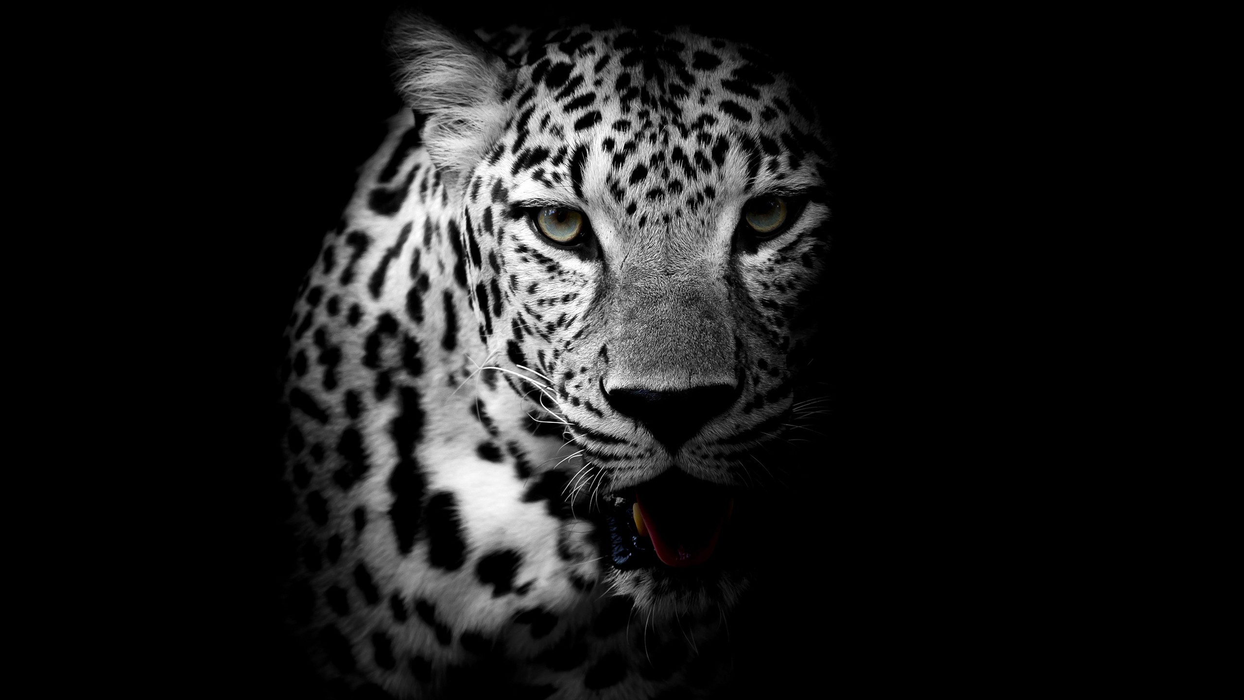 Black Leopard Background Wallpaper