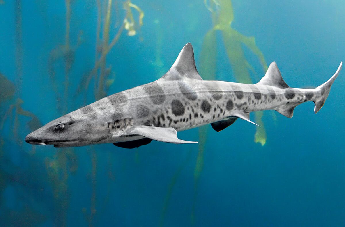 Leopard Shark Wallpaper X