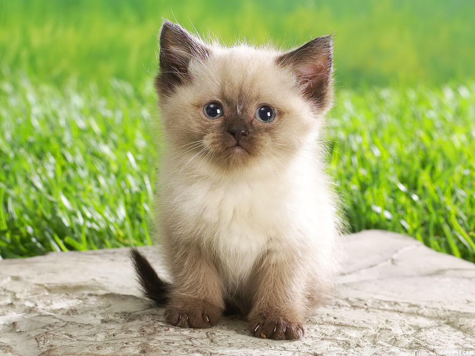 Babies Pets And Animals Wallpaper Small