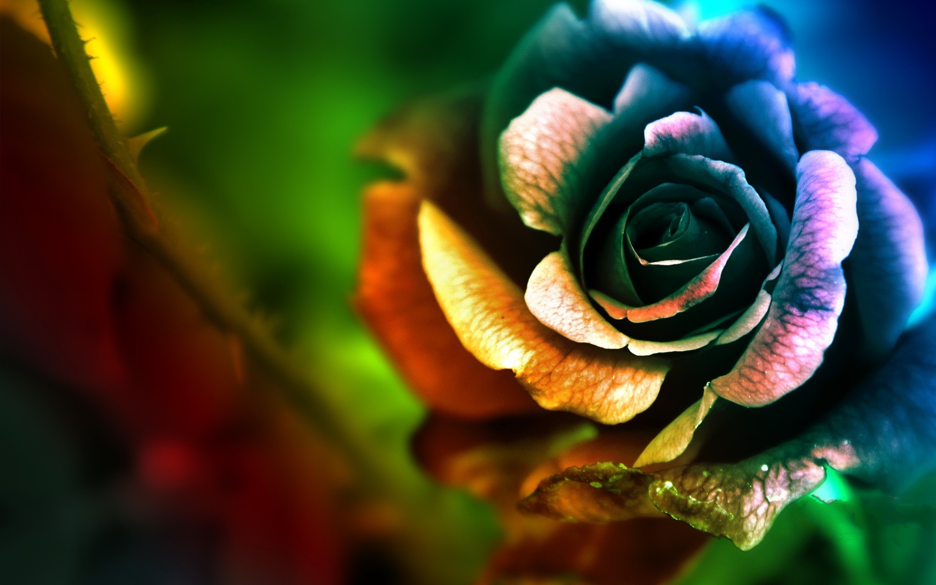 The Rose In Many Colors Artistic And Abstract Wallpaper