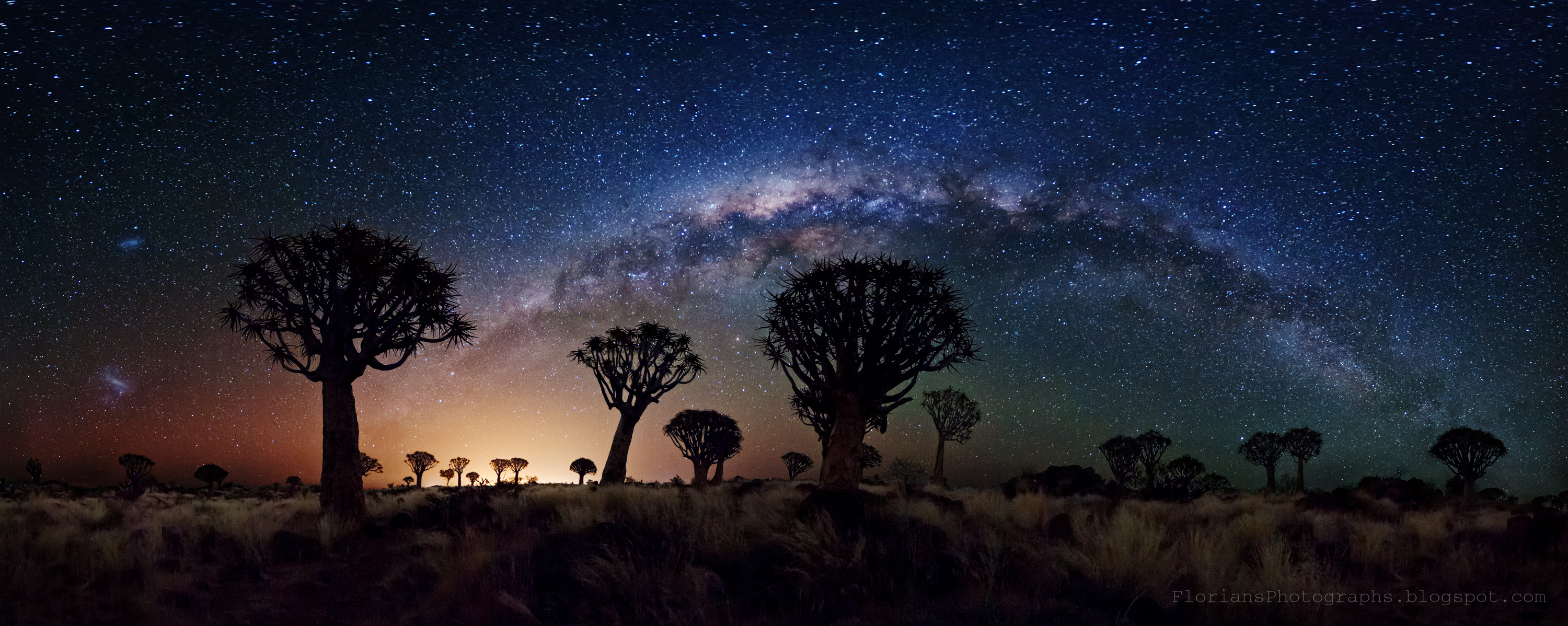 Milky Way Over Quiver Trees Widescreen