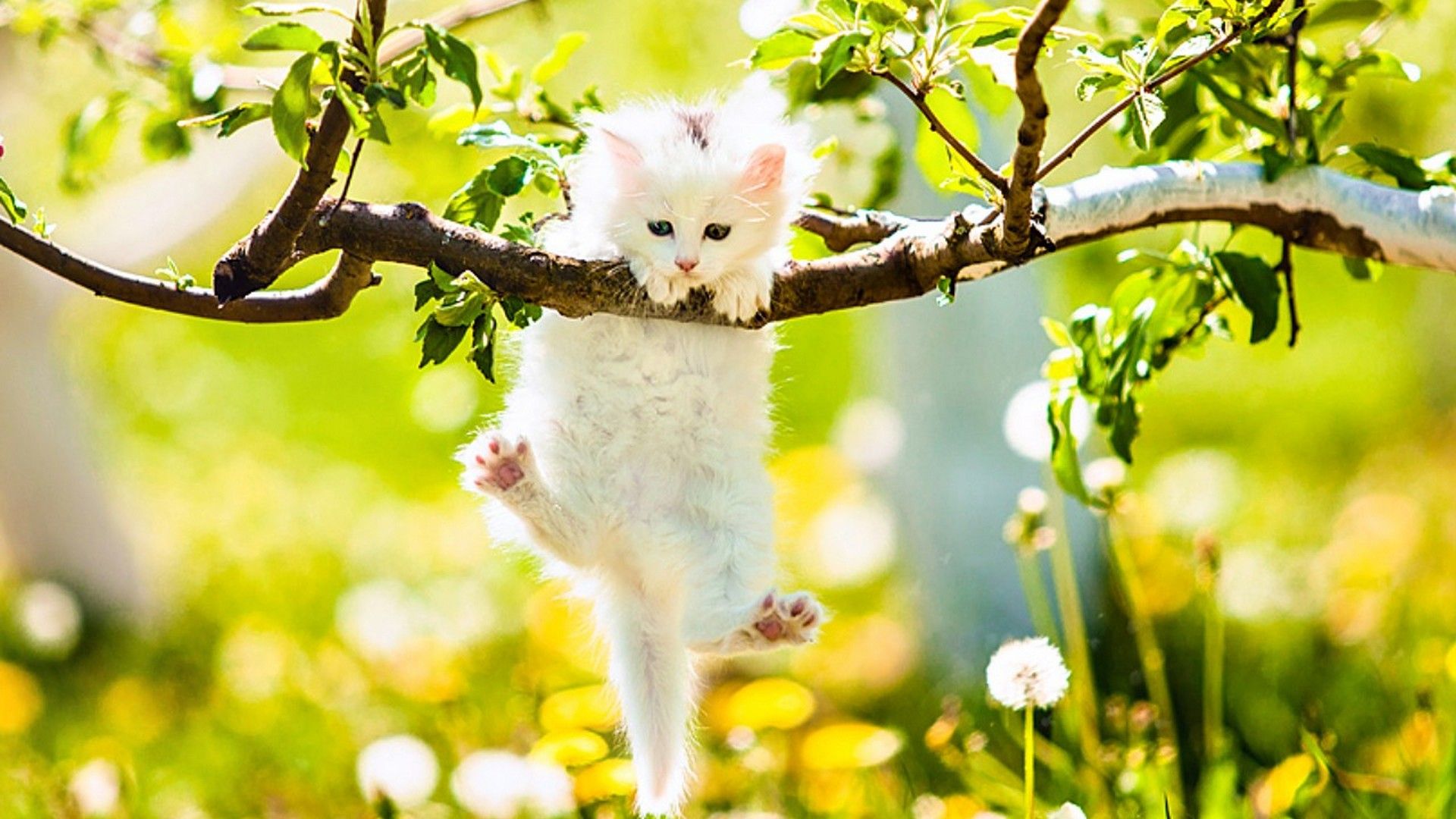 Spring Kitten Desktop Wallpaper At Wallpaperbro