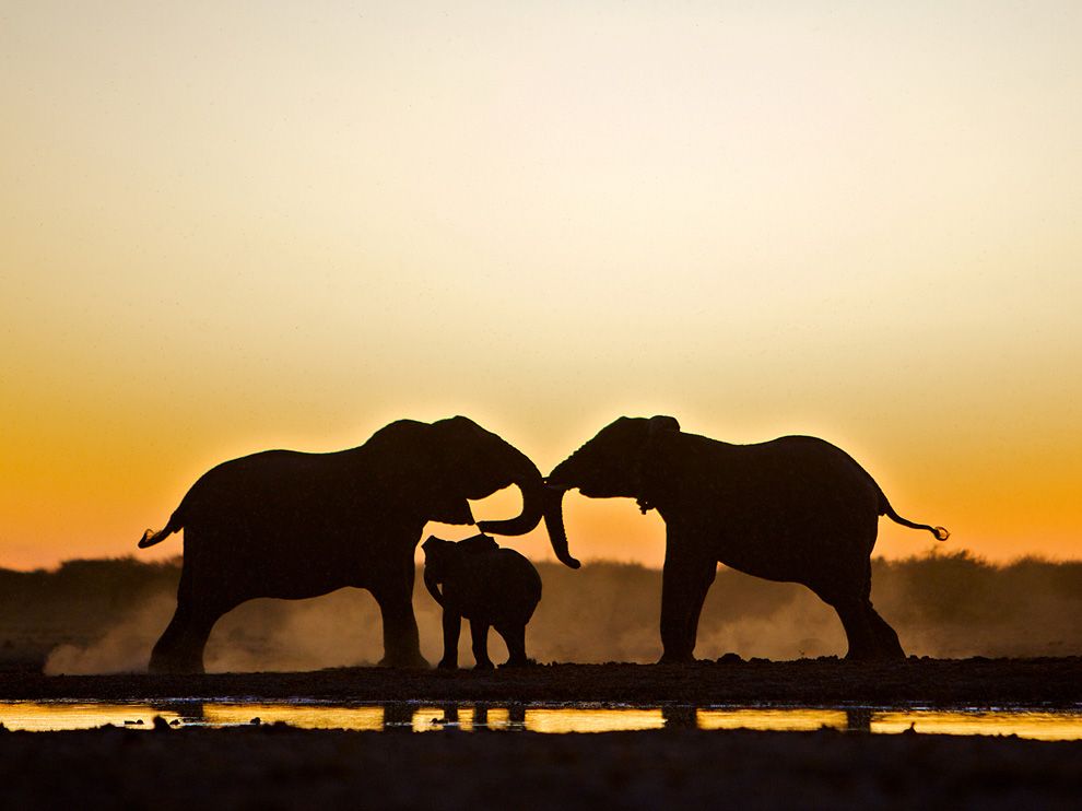 Picture Of Two Adult Elephants And A Baby Elephant In Namibia
