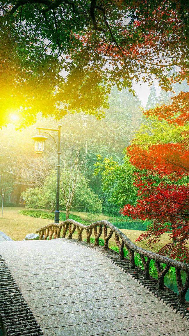 HD Romantic Afternoon Park Background Studio Image