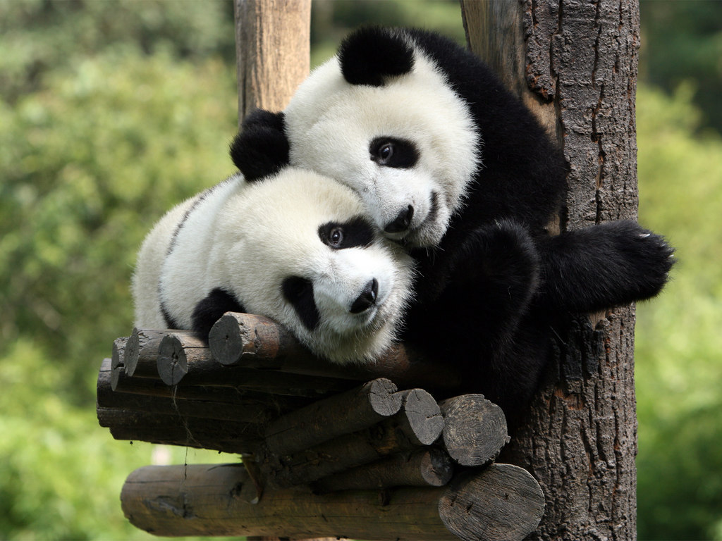 Cute Baby Panda HD Wallpaper In Animals Imageci