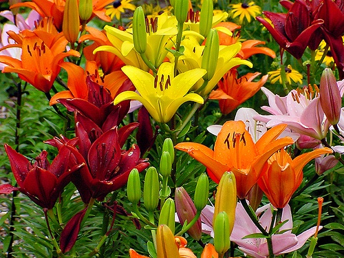 Free download fall flowers [500x375] for your Desktop, Mobile & Tablet ...