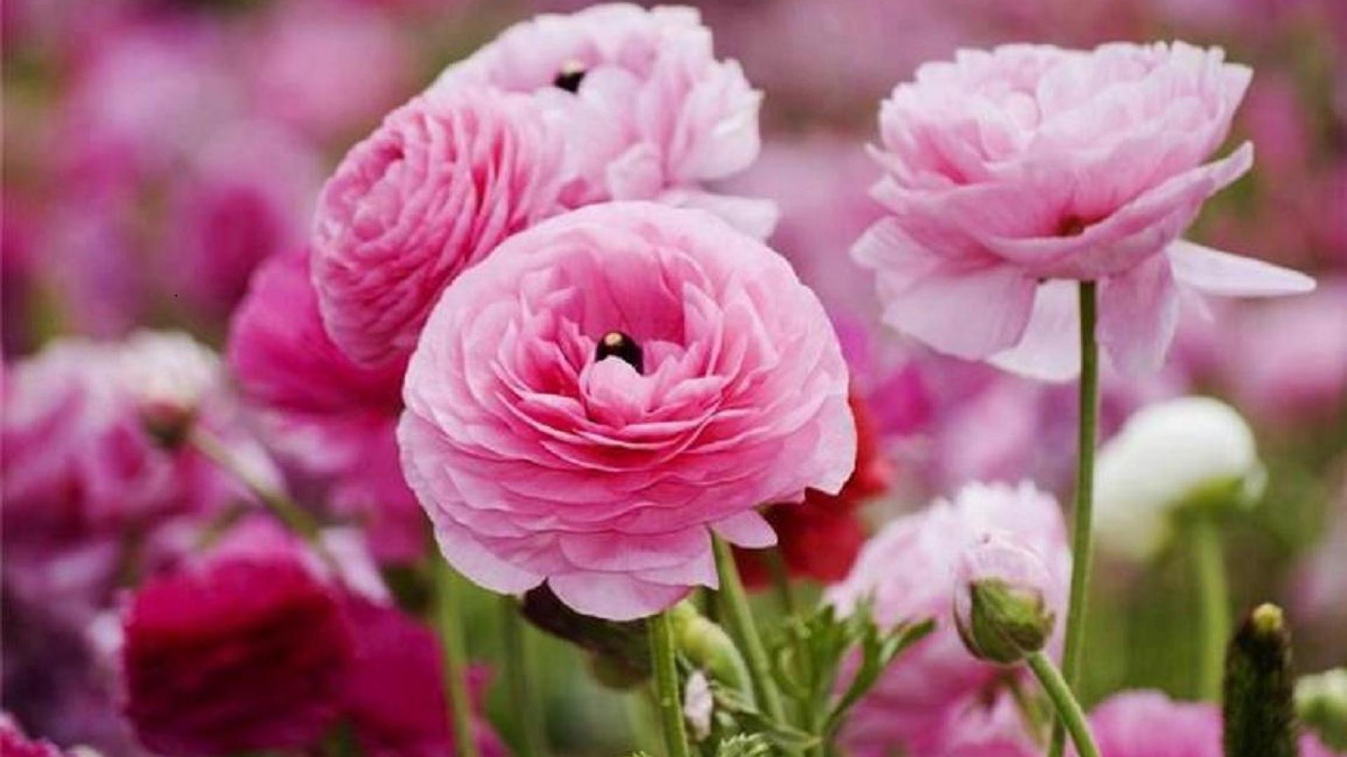 Pink Cabbage Roses Wallpaper Hq Desktop