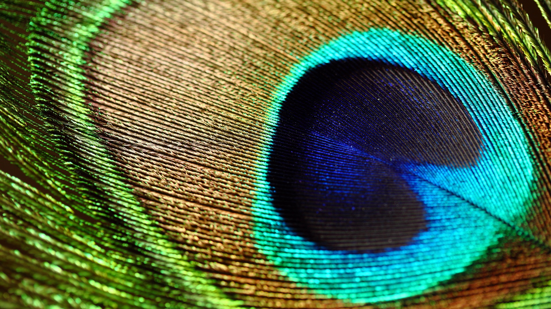 Peacock Feathers Wallpaper Live HD Wallpaper HQ Pictures Images 1920x1080