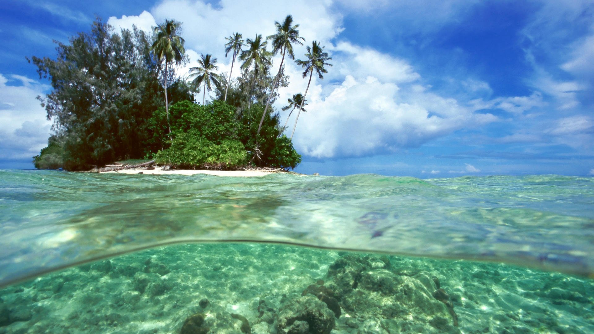 A split-level shot of a tropical island paradise, showing lush green vegetation and palm trees above the waterline and vibrant coral reefs below the surface