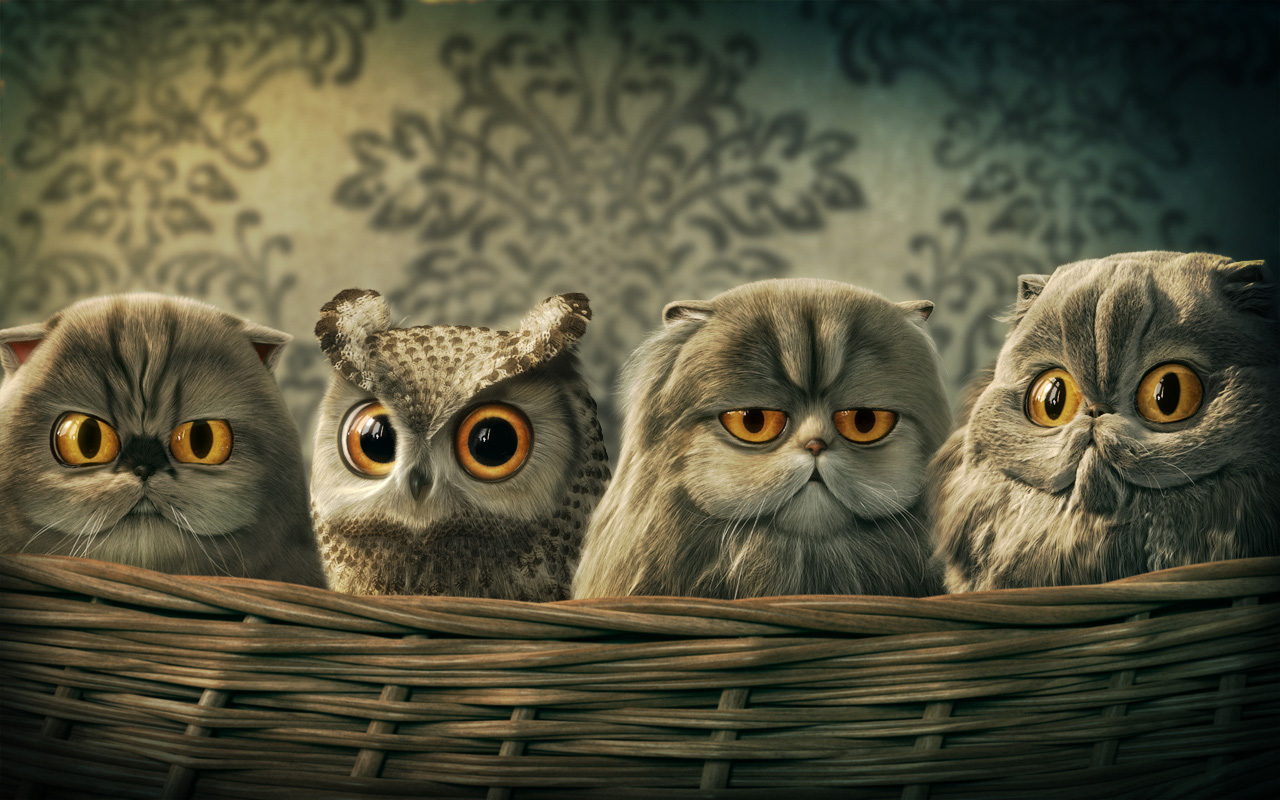 Home Animal Fantasy Owl Desktop Background