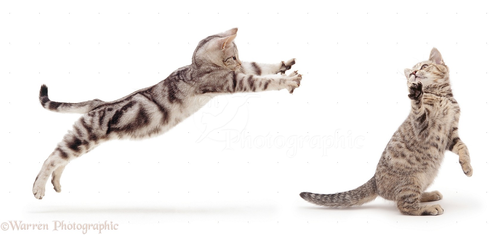 Silver tabby cats play fighting photo WP23191