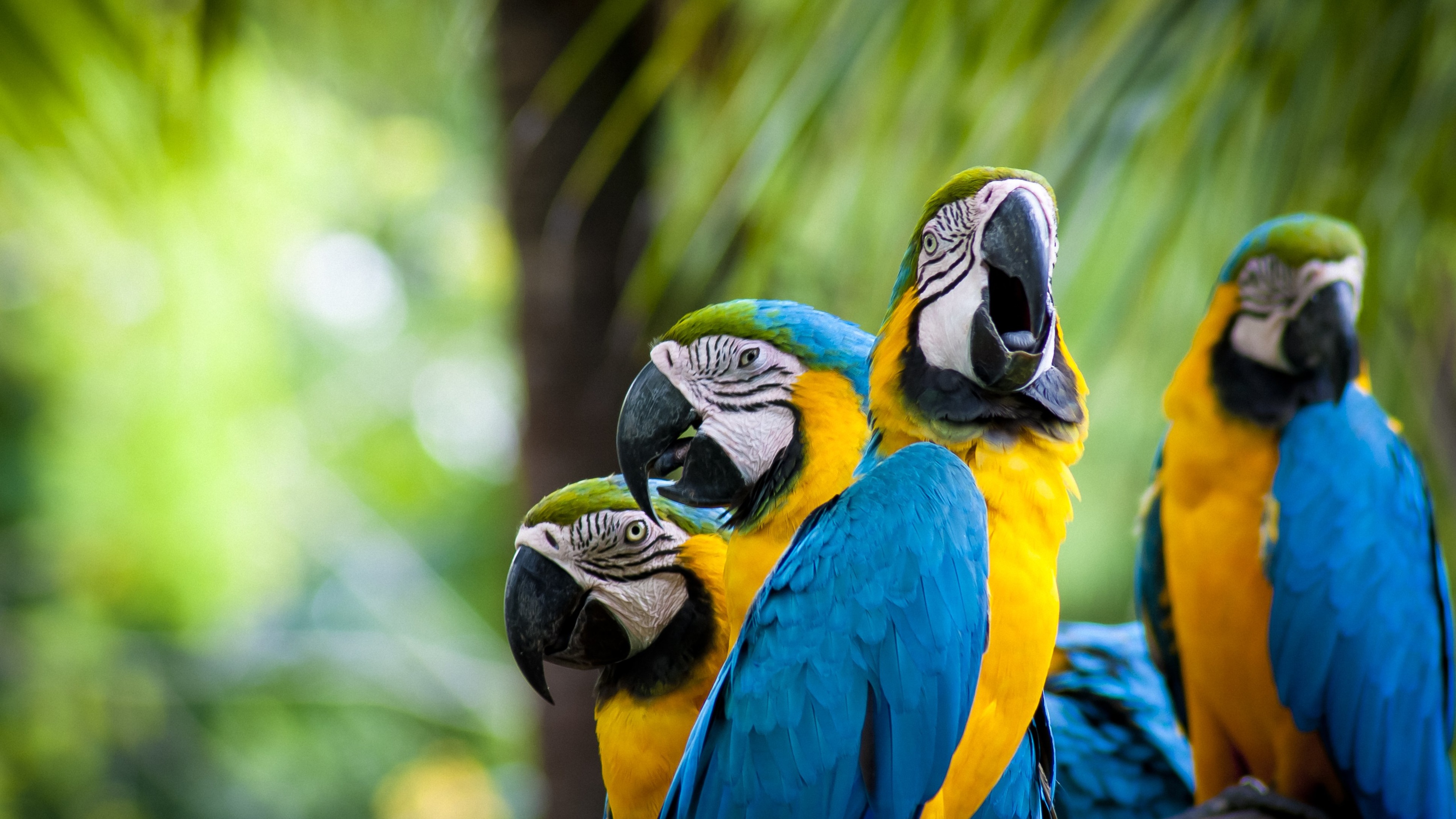 Free download Macaw parrots 4K Ultra HD wallpaper 4k WallpaperNet  [3840x2160] for your Desktop, Mobile & Tablet | Explore 64+ Macaw Wallpaper  | Macaw Parrot Wallpaper, Scarlet Macaw Wallpaper, Hyacinth Macaw Wallpaper