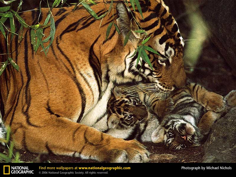 Wallpaper Bengal Tiger