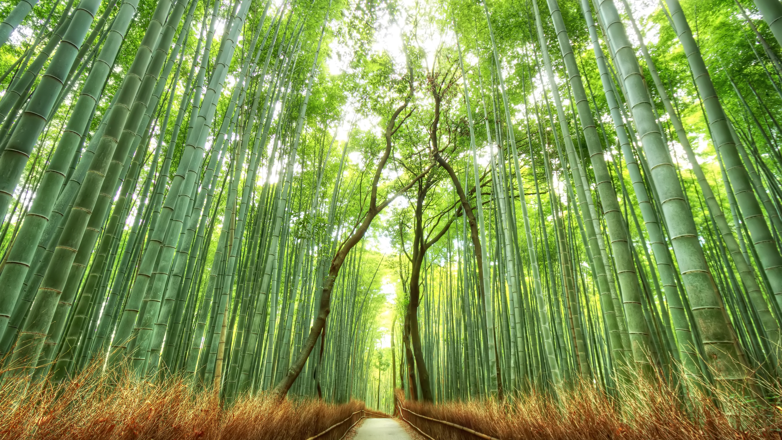 Bamboo Forest HD Wallpaper