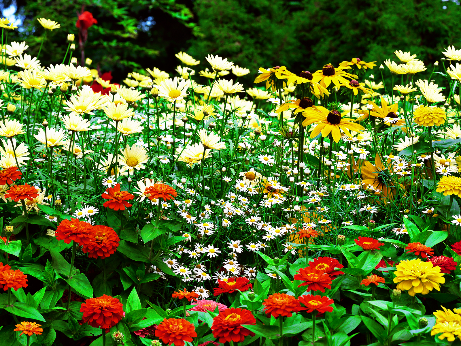  48 HD  Wallpaper  Flower  Gardens  on WallpaperSafari