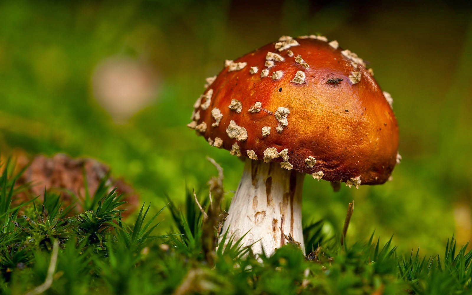 Tag Mushrooms Wallpaper Background Photos Image Andpictures For