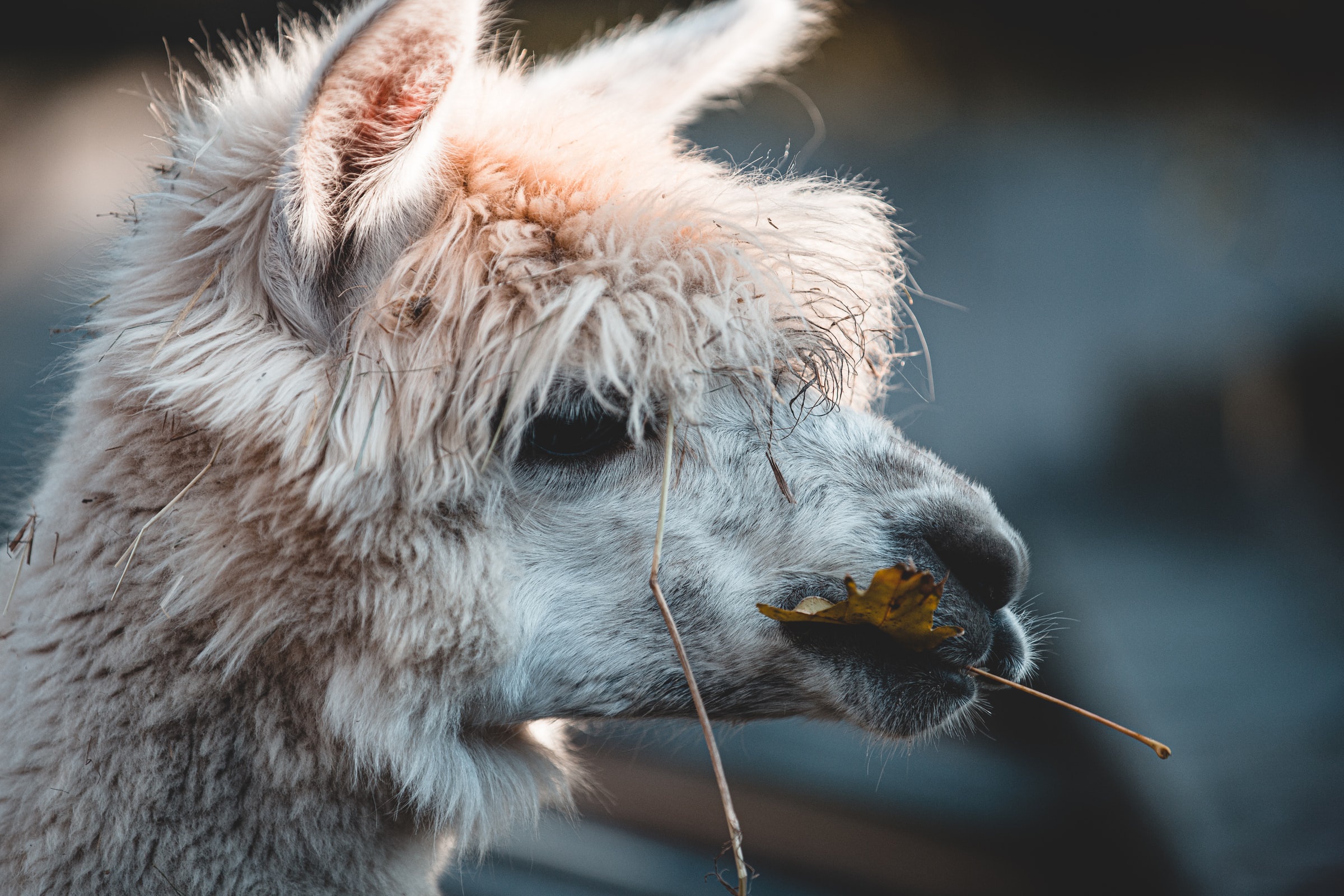Lama HD Wallpaper