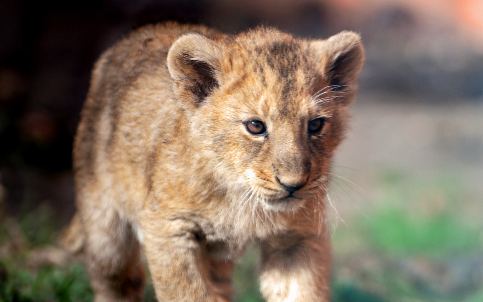 Cute Lion Cub Cubs Wallpaper