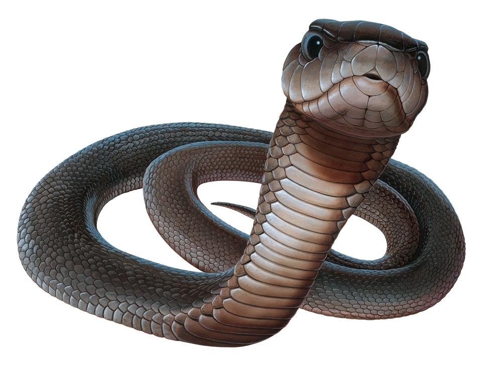 Top Most Dangerous Black Mamba Snake Wallpaper In Hd Hdhut