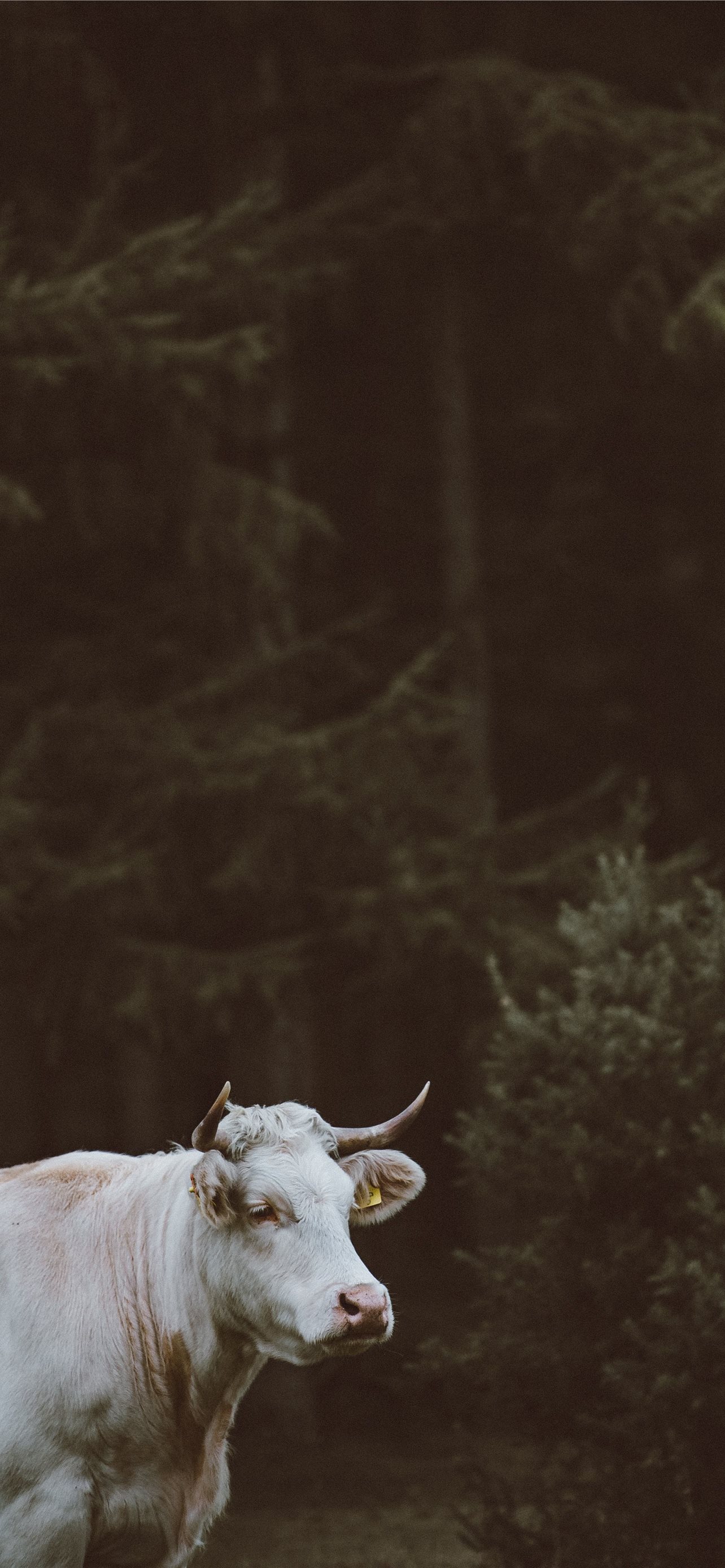 Best Cow iPhone HD Wallpaper