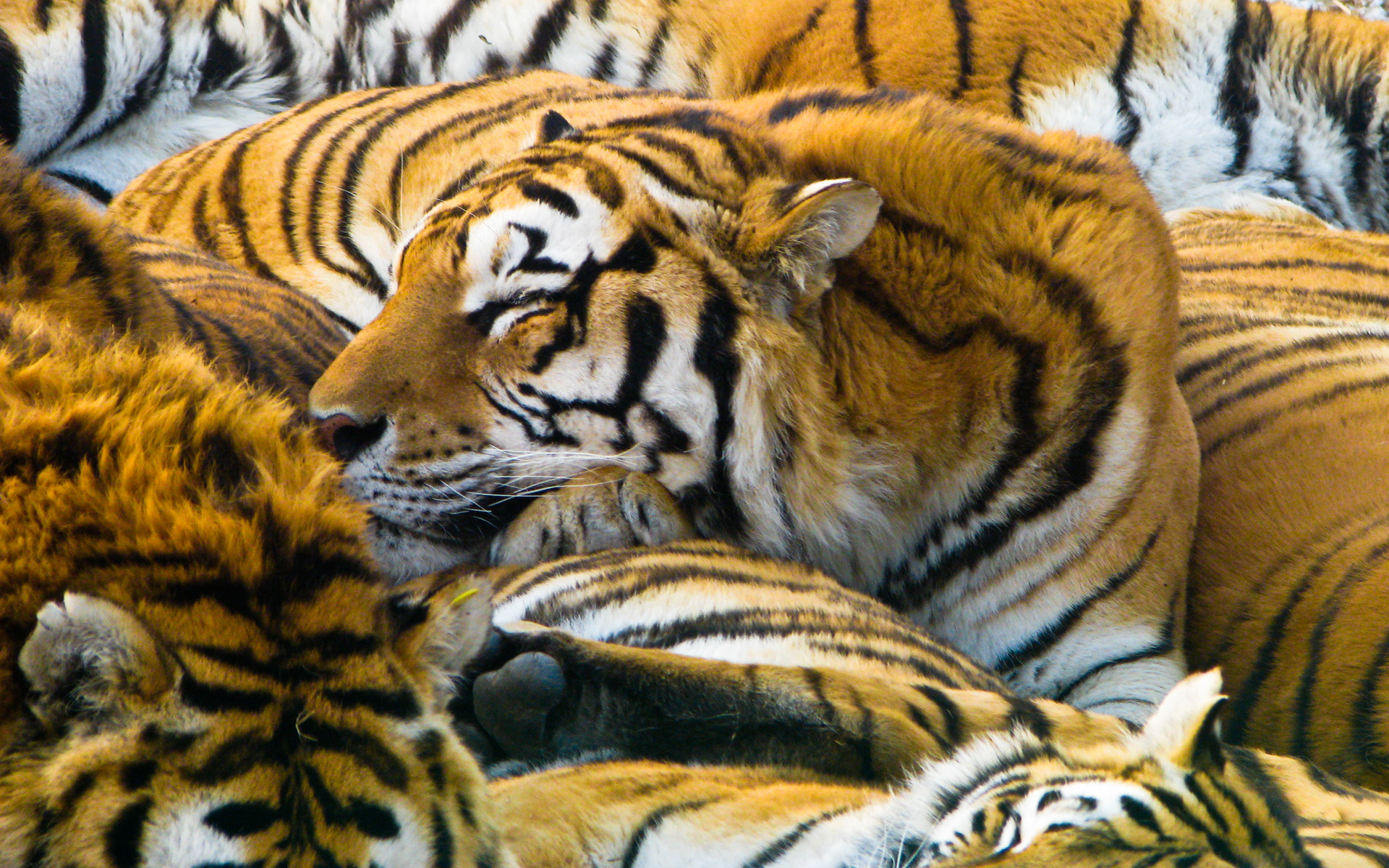 Sleeping Tigers Wallpaper HD