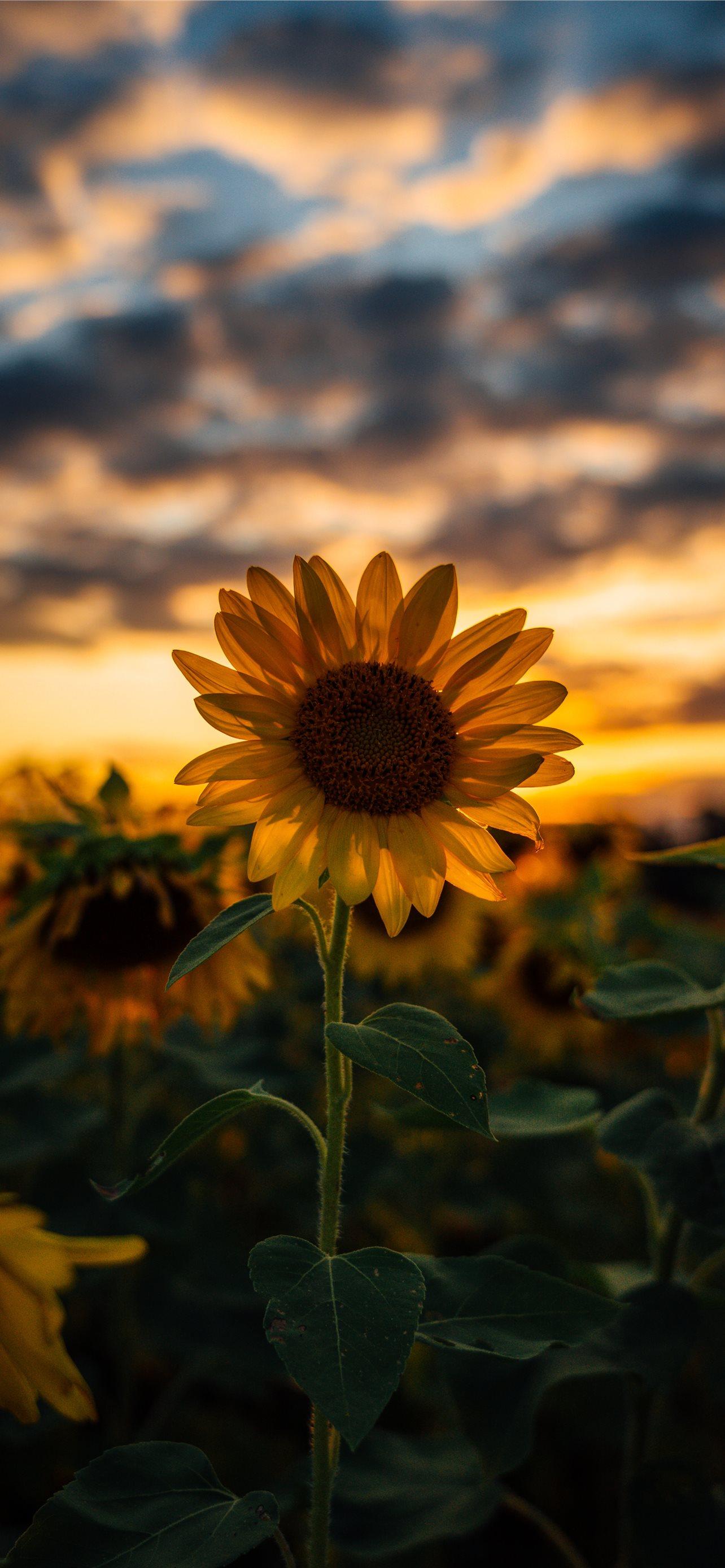 Best Sunflower iPhone HD Wallpaper